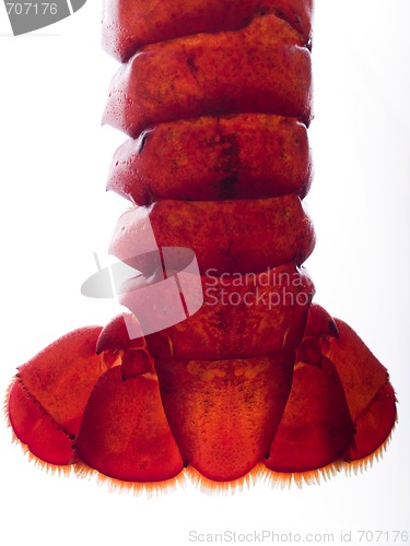 Image of Lobster Tail - Backlit