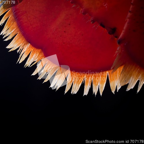 Image of Lobstertail BAcklit