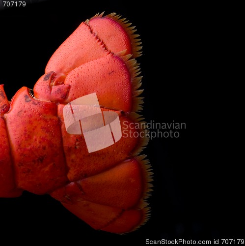 Image of Lobster