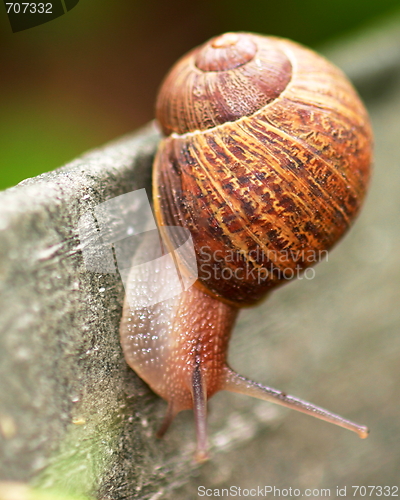 Image of Snail