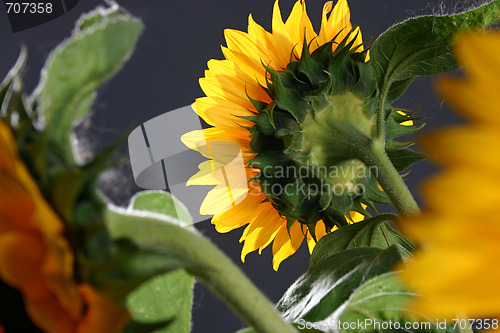 Image of Sunflower in studio 5