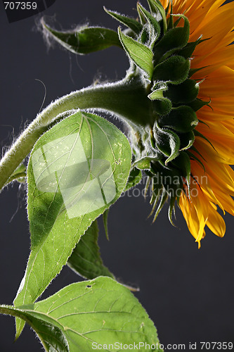 Image of Sunflower in studio 3