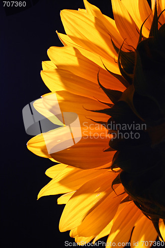 Image of Sunflower in studio 4