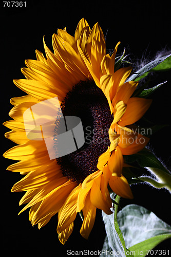 Image of Sunflower in studio 1