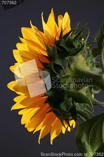 Image of Sunflower in studio 2