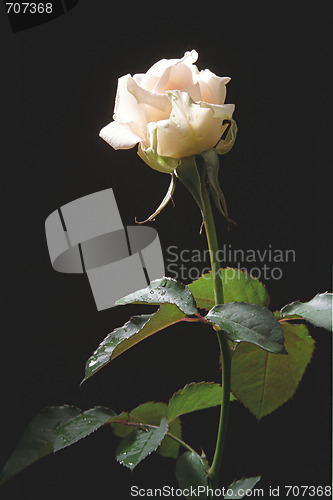 Image of Cream-color rose on the dark background