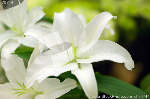 Image of Beautiful lilly