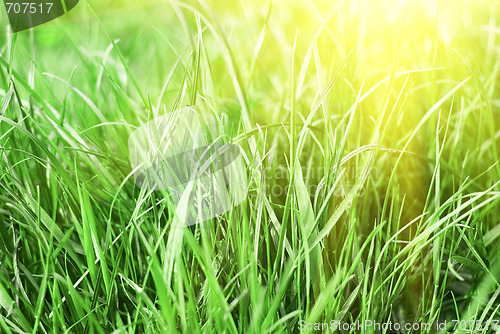 Image of natural grass sunset background