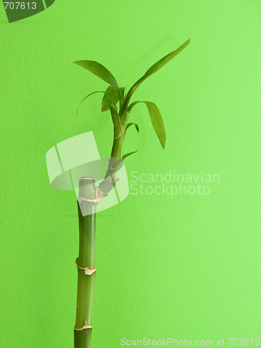 Image of Bamboo 