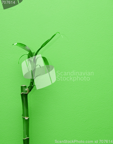 Image of Bamboo plant
