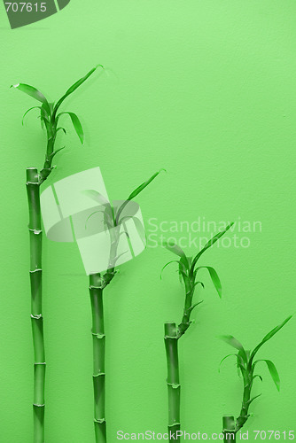 Image of Bamboo plants