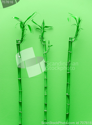 Image of Bamboo plants