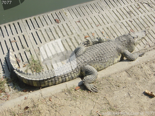 Image of Crocodile Farm in Bangkok