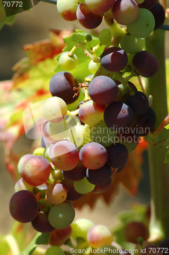 Image of Grapes