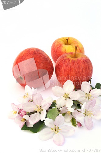 Image of Apples and apple-tree blossoms