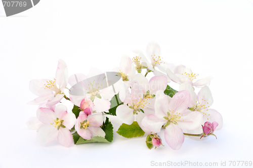 Image of Apple blossoms