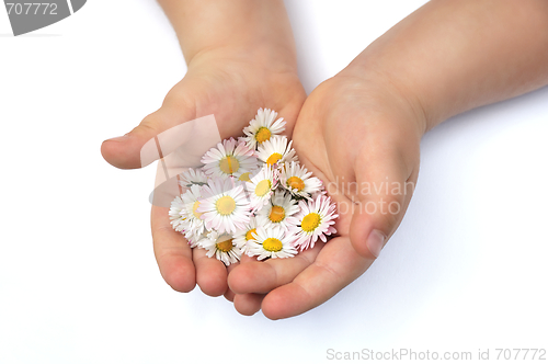 Image of Child´s hands with Daisy