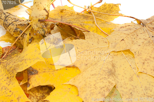 Image of Maple leaves