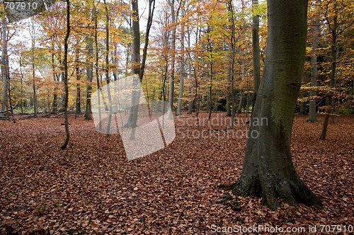 Image of Autumn forrest