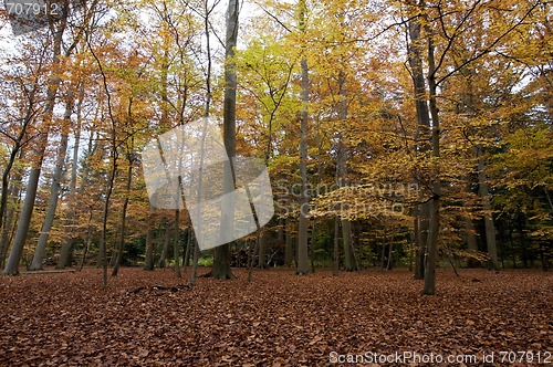 Image of Autumn forrest