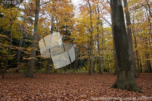 Image of Autumn forrest