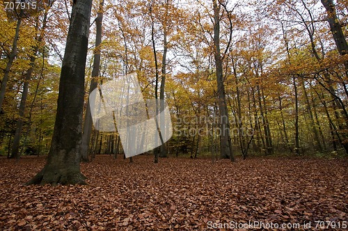 Image of Autumn forrest