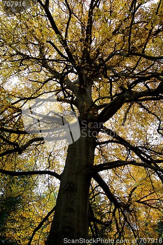 Image of Autumn tree