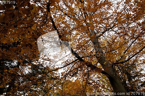 Image of Autumn tree