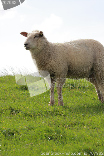 Image of sheep on pasture