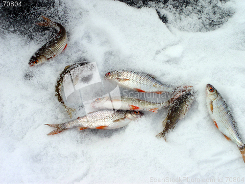 Image of Fishes on Snow