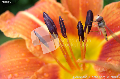 Image of A Closeup of a Flower