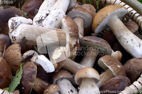 Image of Mushrooms