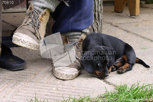 Image of Puppy and Shoes
