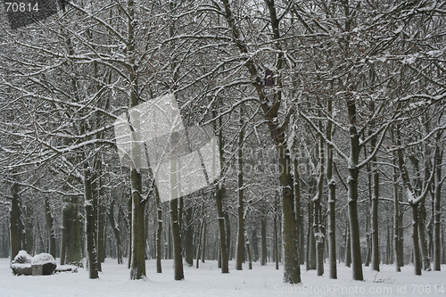 Image of Winter Landscape