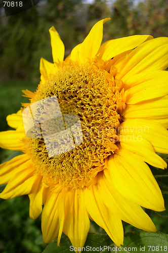 Image of Sunflower