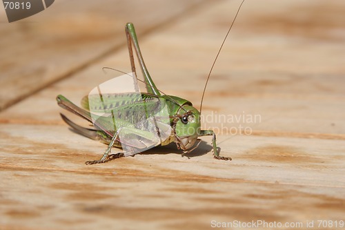 Image of Grasshopper