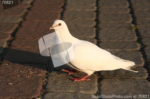 Image of White Pigeon