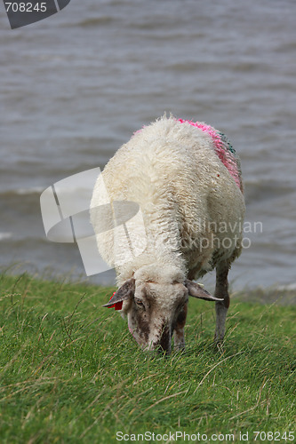 Image of sheep on pasture