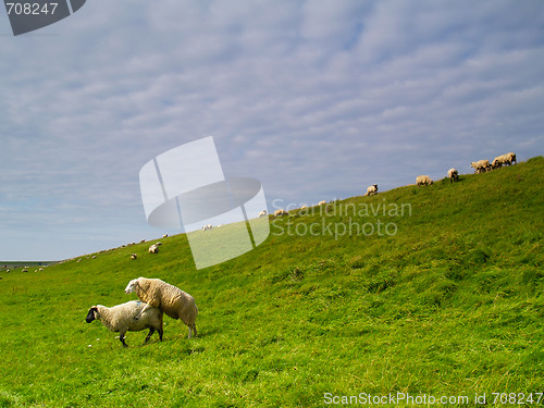 Image of sheep on pasture