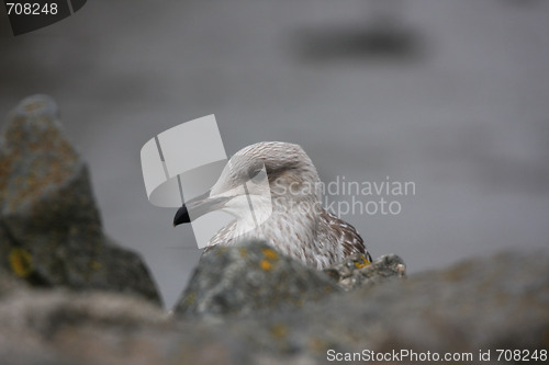 Image of seagull portrait