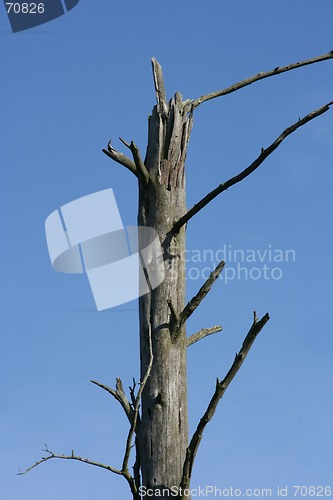 Image of Dried-Up Tree