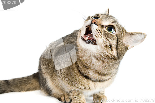 Image of angry cat