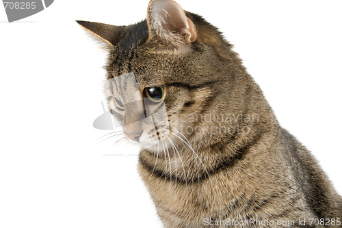 Image of Striped cat 