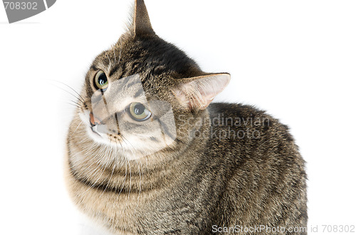 Image of cat 