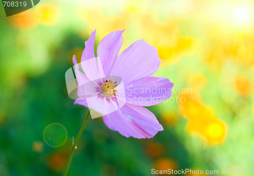 Image of flower with sun beam