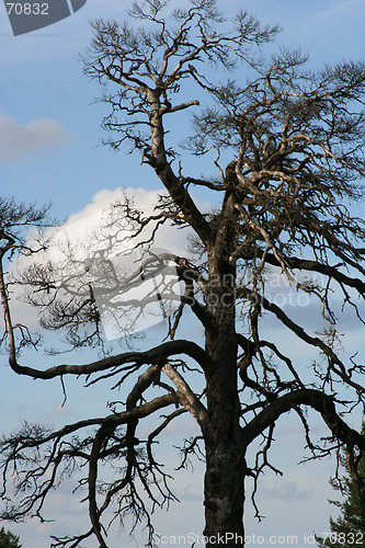 Image of Tree