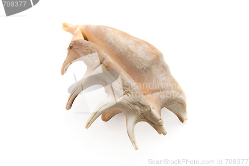 Image of Sea shell i