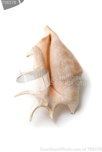 Image of Sea shell