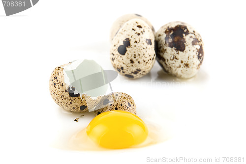 Image of quai eggs 