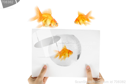 Image of gold fish